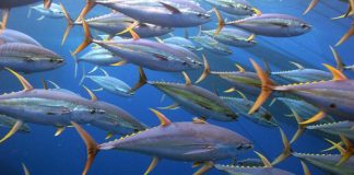 South Pacific Albacore Harvest Strategy – What’s Next?