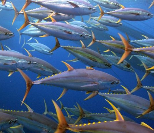South Pacific Albacore Harvest Strategy – What’s Next?