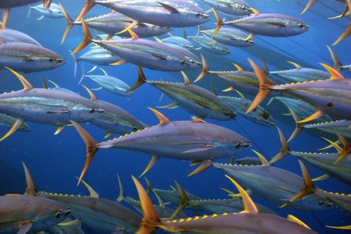 South Pacific Albacore Harvest Strategy – What’s Next?