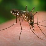 Tonga declares dengue outbreak as cases spread across the Kingdom