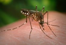 Tonga declares dengue outbreak as cases spread across the Kingdom