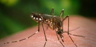 Tonga declares dengue outbreak as cases spread across the Kingdom