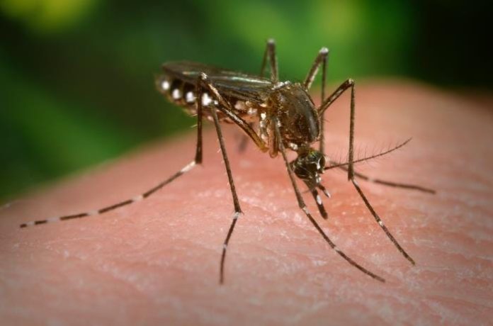 Tonga declares dengue outbreak as cases spread across the Kingdom