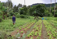 The unusual ways Fijians predict when a cyclone is approaching