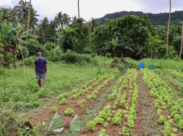 The unusual ways Fijians predict when a cyclone is approaching