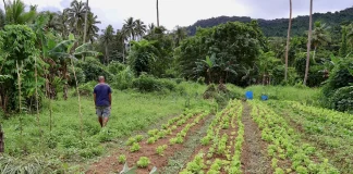 The unusual ways Fijians predict when a cyclone is approaching