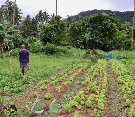 The unusual ways Fijians predict when a cyclone is approaching