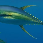 Vanuatu PM Napat to raise marine reserve plan with PNG, Fiji Prime Ministers