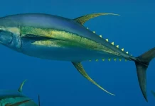 Vanuatu PM Napat to raise marine reserve plan with PNG, Fiji Prime Ministers