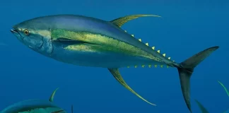 Vanuatu PM Napat to raise marine reserve plan with PNG, Fiji Prime Ministers