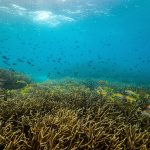 Papua New Guinea to protect Coral-rich Marine “Highway” for Sharks, Dolphins, Whales and Rays