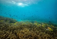 Papua New Guinea to protect Coral-rich Marine “Highway” for Sharks, Dolphins, Whales and Rays