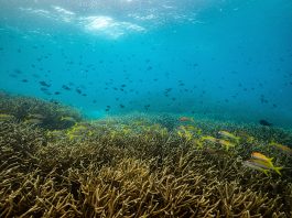 Papua New Guinea to protect Coral-rich Marine “Highway” for Sharks, Dolphins, Whales and Rays