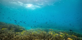 Papua New Guinea to protect Coral-rich Marine “Highway” for Sharks, Dolphins, Whales and Rays