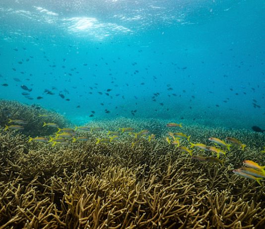 Papua New Guinea to protect Coral-rich Marine “Highway” for Sharks, Dolphins, Whales and Rays