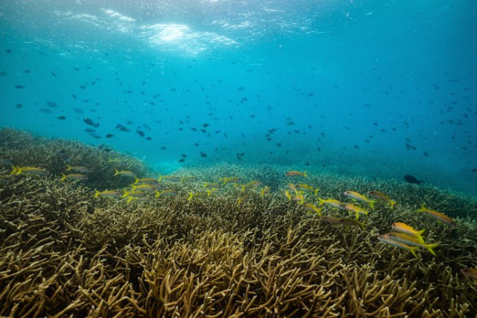 Papua New Guinea to protect Coral-rich Marine “Highway” for Sharks, Dolphins, Whales and Rays