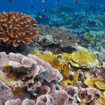 Yap’s coral resilience project blends science with traditional knowledge