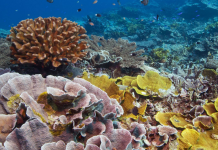Yap’s coral resilience project blends science with traditional knowledge