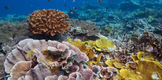 Yap’s coral resilience project blends science with traditional knowledge
