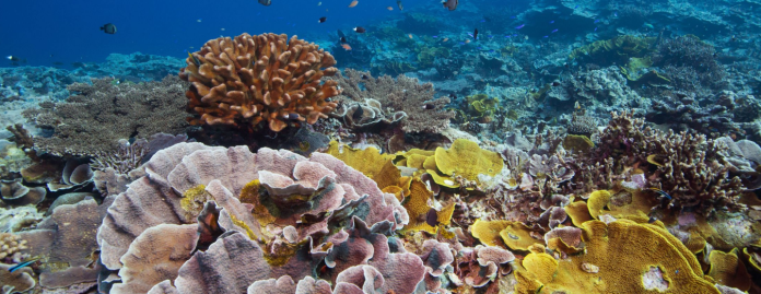 Yap’s coral resilience project blends science with traditional knowledge
