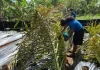 No Rain, No Relief: Palau and Western Micronesia brace for dry stretch before El Niño arrives