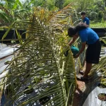 No Rain, No Relief: Palau and Western Micronesia brace for dry stretch before El Niño arrives