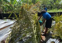 No Rain, No Relief: Palau and Western Micronesia brace for dry stretch before El Niño arrives