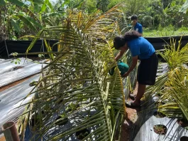 No Rain, No Relief: Palau and Western Micronesia brace for dry stretch before El Niño arrives