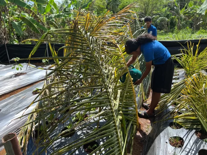 No Rain, No Relief: Palau and Western Micronesia brace for dry stretch before El Niño arrives