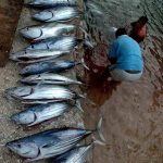 New Zealand closes down Tokelau self-governance