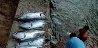 New Zealand closes down Tokelau self-governance