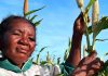 Bracing for El Niño: FAO and WFP launch joint appeal to protect 8.8 million people from extreme weather events