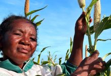 Bracing for El Niño: FAO and WFP launch joint appeal to protect 8.8 million people from extreme weather events