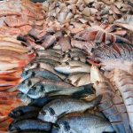 Fish Fund supports Tonga’s first notification under the agreement on fisheries subsidies