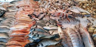 Fish Fund supports Tonga’s first notification under the agreement on fisheries subsidies