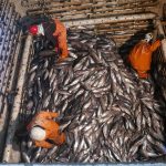 Pacific Power, how regional cooperation transformed the world’s largest tuna fishery
