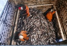 Pacific Power, how regional cooperation transformed the world’s largest tuna fishery