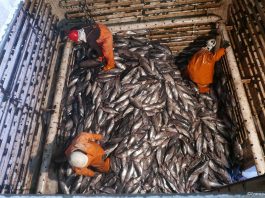 Pacific Power, how regional cooperation transformed the world’s largest tuna fishery