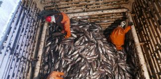 Pacific Power, how regional cooperation transformed the world’s largest tuna fishery