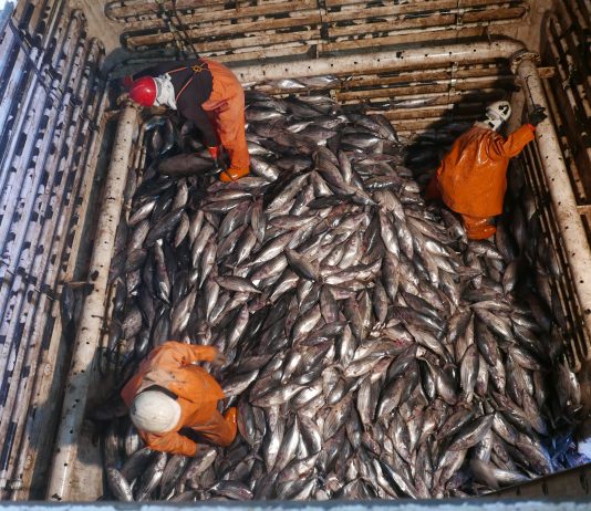 Pacific Power, how regional cooperation transformed the world’s largest tuna fishery