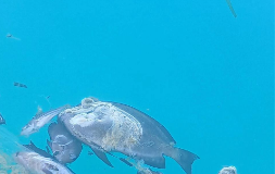 Micronesia backs binding global methane agreement after El Niño fish kill