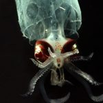 Experts say ‘bare bones’ U.S laws are unfit to regulate nascent deep-sea mining industry