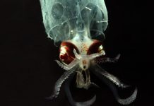Experts say ‘bare bones’ U.S laws are unfit to regulate nascent deep-sea mining industry