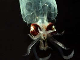 Experts say ‘bare bones’ U.S laws are unfit to regulate nascent deep-sea mining industry
