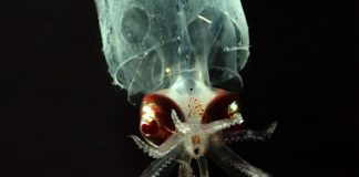 Experts say ‘bare bones’ U.S laws are unfit to regulate nascent deep-sea mining industry