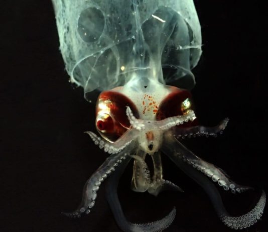 Experts say ‘bare bones’ U.S laws are unfit to regulate nascent deep-sea mining industry