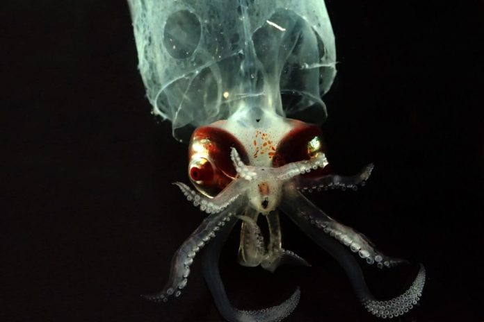 Experts say ‘bare bones’ U.S laws are unfit to regulate nascent deep-sea mining industry