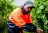 NZ Govt announces RSE changes, accommodation an open question