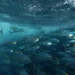 Tokelau and the Parties to the Nauru Agreement react to New Zealand fisheries action
