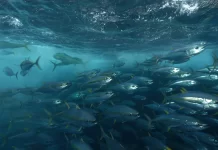 Tokelau and the Parties to the Nauru Agreement react to New Zealand fisheries action